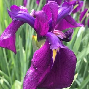 Meet your Posher, Callie